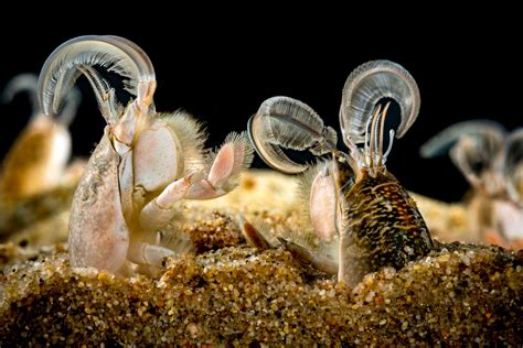 sand crabs california|sand burrowing crabs.